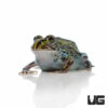 Baby Giant Pixie Frog