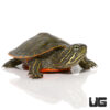 Baby Northern Redbelly Cooter Turtle