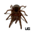 Brazilian Black Tarantula (.5”)