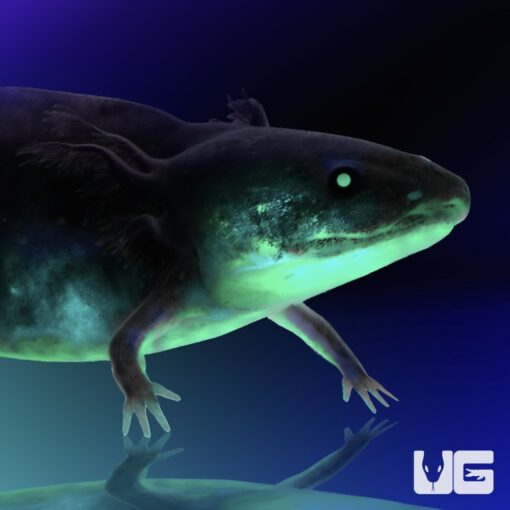 GFP Melanoid Axolotl For Sale - Underground Reptiles