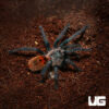 Green Bottle Blue Tarantula (2-2.5”)
