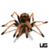 Green Bottle Blue Tarantula (.5-.75”)