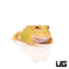 Keylime Pacman Frog