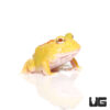 Pikachu Pacman Frog