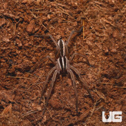 Rabid Wolf Spider (1-2")