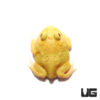Super Pikachu Pacman Frog