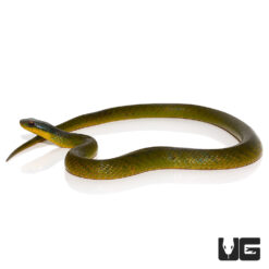 Velvet Swamp Snake