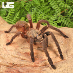 Emerald Skeleton Leg Tarantula (2 - 3'')