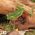 White Lined Leaf Frog