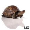 Central American Wood Turtle