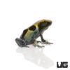 C.B. Cobalt Blue Tinctorius Dart Frog