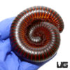Giant African Millipede