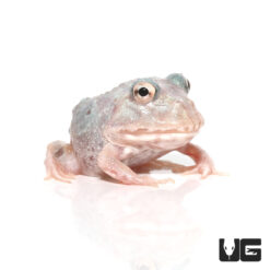 Mutant Pink Angel Pacman Frog