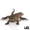 Baby Grand Cayman Blue Iguana (Hybrid)
