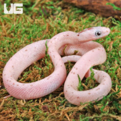 Baby Palmetto Cornsnake