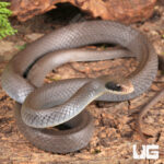 Masked Racer Snake