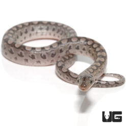 Baby Argentine Rainbow Boa