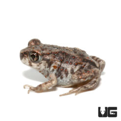 Eastern Spadefoot Toad