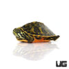 Baby Florida Redbelly Cooter Turtle
