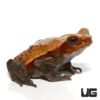 Smooth Sided Toad (4-8 Inches)