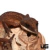 Malaysian Cat Eye Gecko