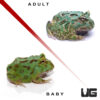 Baby Samurai Blue Pacman Frog