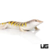 Sand Fish Skink
