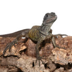 Baby Weber's Sailfin Dragon
