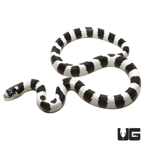 Quick Order - UGR Wholesale