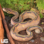 Baby Highway Ball Python