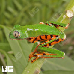 Super Tigerleg Monkey Tree Frog