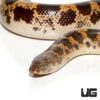 Yearling Saharan Sand Boa