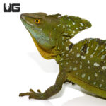 Adult Green Basilisk