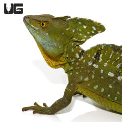 Adult Green Basilisk