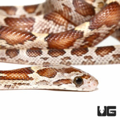 Baby Caramel Blood Red Het Albino Cornsnake
