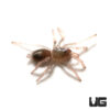 Brazilian Dwarf Pink-leg Tarantula (.25 – .75”)