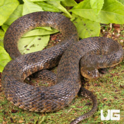 Green Water Snake