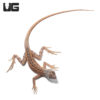 Malagasy Three Eyed Lizard