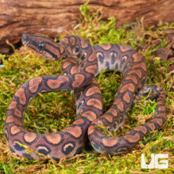 Baby Brazilian Rainbow Boa
