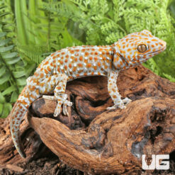 Albino Tokay Gecko - Image 2