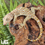 Albino Tokay Gecko