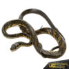 Nicaraguan Tiger Ratsnake