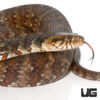 Banded Water Snake