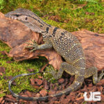 Baby Black Roughneck Monitor