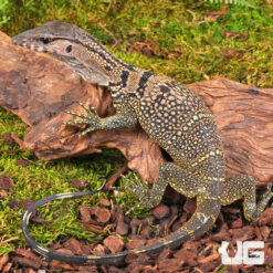 Baby Black Roughneck Monitor