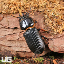 Bess Beetle