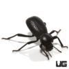 Black Death Feigning Beetle