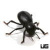 Smooth Death Feigning Beetle