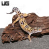 Adult Normal Leopard Gecko
