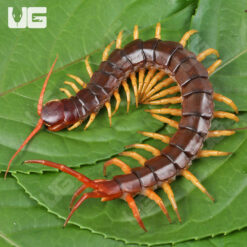 Vietnamese "Yellow Leg" Centipede